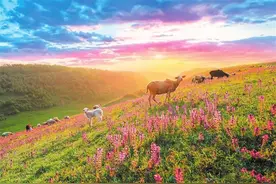 【畅游陇原】玉兰花开 莫负天水好春光图片