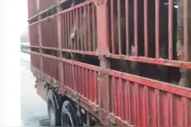 大货车司机的风雪回家路图片