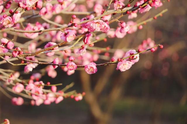 枝江2026年第一波梅花开了！