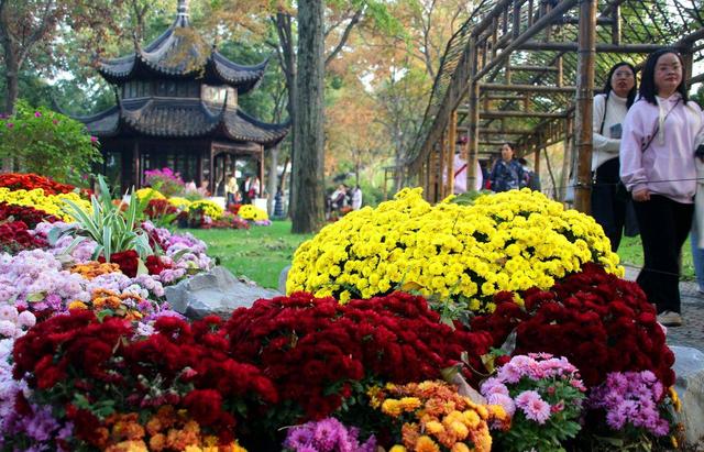 江苏苏州：菊花在寒意中傲然盛开