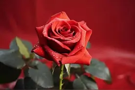 科普｜这朵“玫瑰”带点刺：皮肤科医生谈玫瑰痤疮的科学认知与应对图片