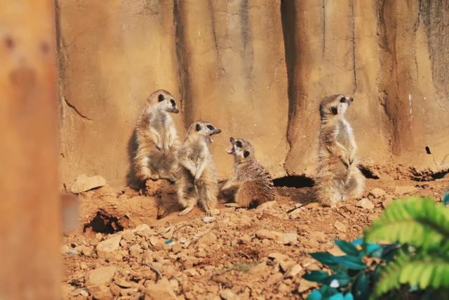 凭交通票根，解锁冬游青岛超值专属优惠套餐！