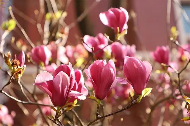 富源春色正好，玉兰花惊艳绽放！快来赴约这场春日盛宴