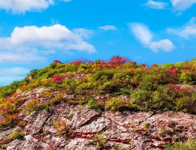 学习强国 | 河北崇礼：梧桐大道的“醉”美秋色