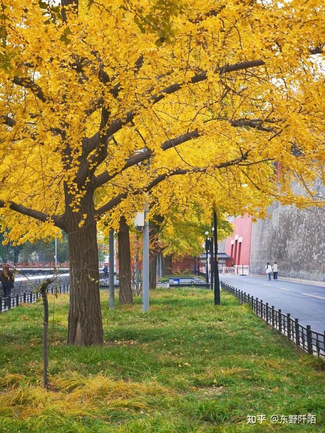 如何描述“北京的秋”？这是一期有温度的推送……