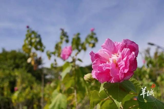 盛花期！流花湖畔迎来“冬日浪漫”！
