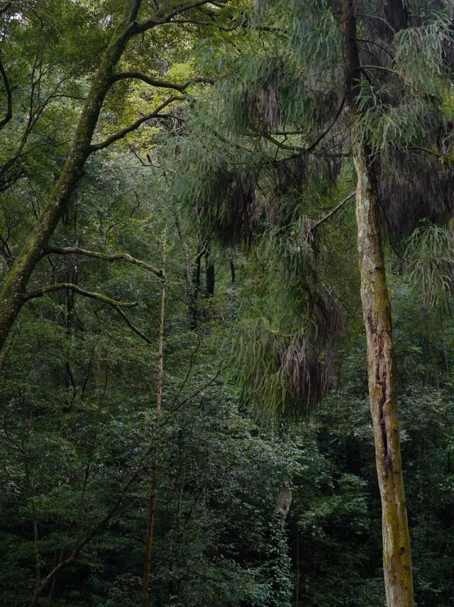 青城山｜与自然对话的日与夜。