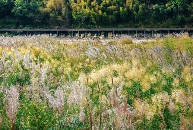 晚潮｜晚秋藏清欢：大赤坑芦苇荡里的温柔时光