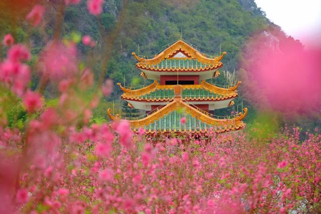 开了!开了!七星岩桃花开了!