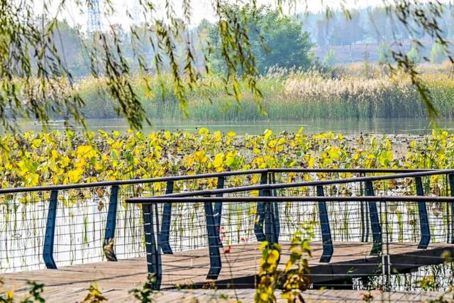 开放啦！副中心醉美秋色等您入画~