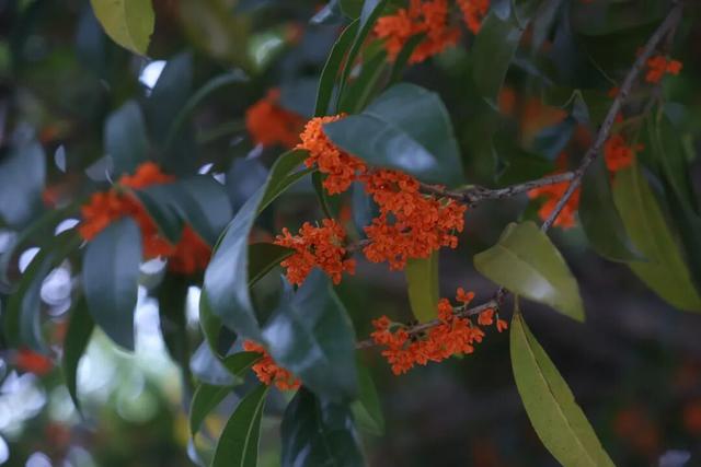 点 击 ↑ 看莲都的秋天