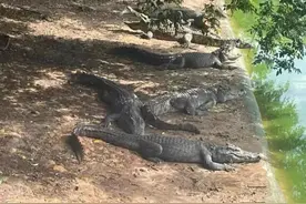 深圳一法院400万元起拍100吨活鳄鱼，需“上门提货”，变卖源自一起刑事案件图片