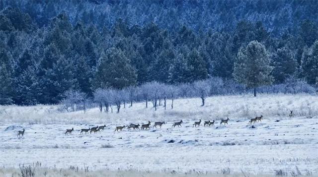 收藏！阿尔山冬季最全旅游资讯都在这里！