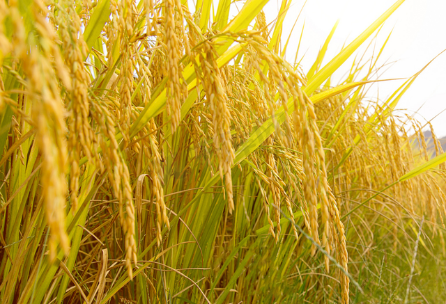 雨夹雪、中雪即将到来