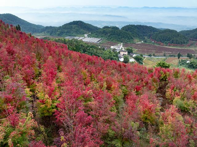 镜鉴｜定格美丽重庆：深秋已至 渝北云龟山红枫滴艳