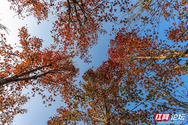 岁暖时刻丨枫落无声，秋意成空——益阳红枫大道的迟暮之美