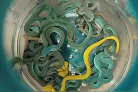 现实版《航班蛇患》，印度男子在孟买机场被捕，行李内藏47条毒蛇图片