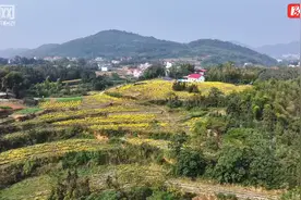 视频｜涟源：金丝皇菊绽放乡村好“丰”光图片