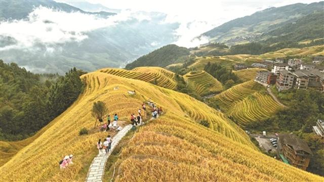 八桂好“丰”景 惹得游人醉