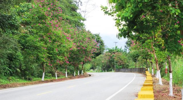 【精彩梁河】让出行成为享受 梁河公路冬日“双花”争艳