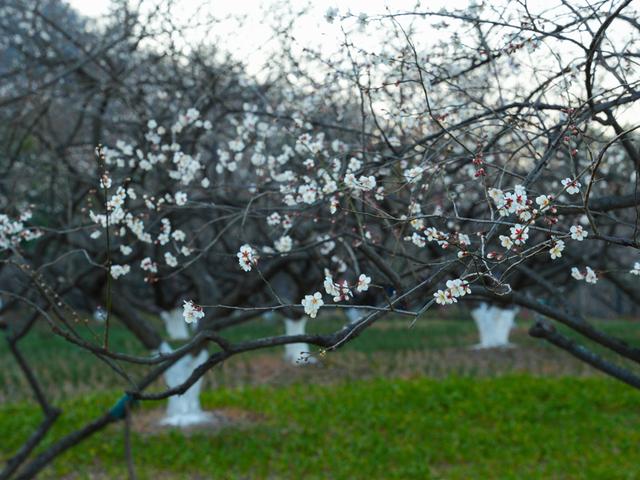 梅花遇上《王者荣耀》，第十八届杭州超山梅花季开幕