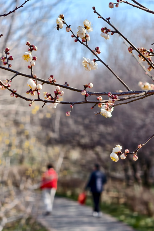 快出门！今年梅花开好啦，就是这么早！