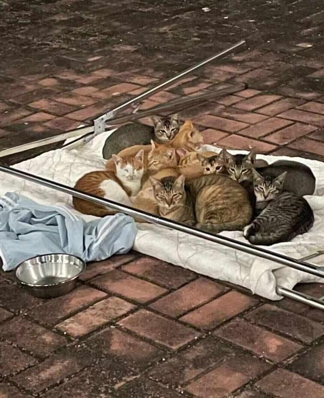 网友分享“伞上晒被”像彩色蘑菇！这份科学晒被攻略请收好