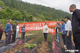 印江峨岭街道：小农田发展大产业 富民强村鼓腰包图片