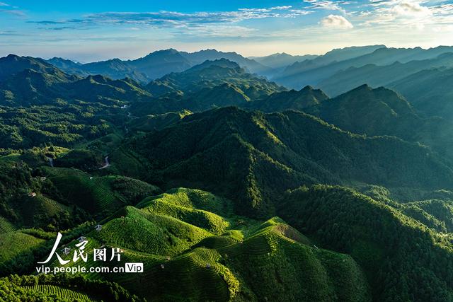 广西金秀：高山茶园晨景美