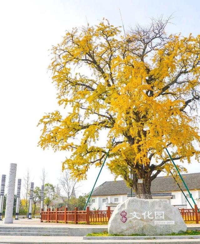 超出片！1900多岁的江陵资市银杏，金了~