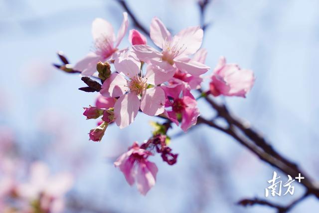超出片！南沙这片樱花海，等你打卡