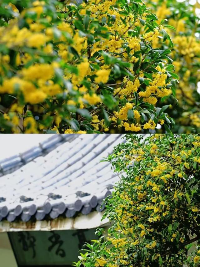 这是一条有味道的推送眼下的南宁 “桂” 气冲天，这泼天的“馥桂” 真香