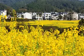 油料所“科技”油菜花绽放婺源石门村图片