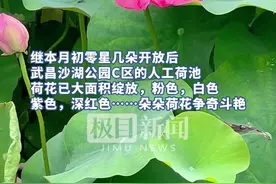 武汉沙湖公园荷花绽放，市民纷纷打卡“尝鲜”图片