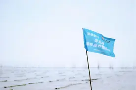 霞浦海带苗丰收季：半天妖助力产业腾飞，守护“舌尖上的鲜嫩”图片