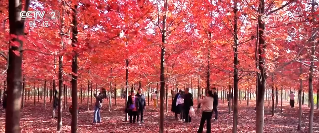 “枫叶+”燃动秋日文旅消费“热引擎” 以旅促农增收再添“金钥匙”