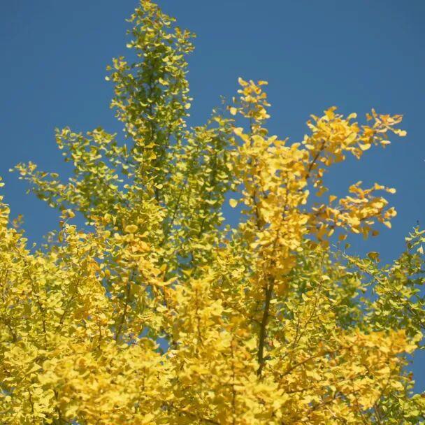 别再等！宝山这里已把秋日色阶拉满