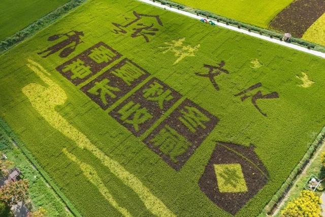 美哭！扬州稻田绝美秋景别错过～