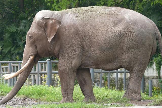 永川现实版“疯狂动物城”，比电影还上头！