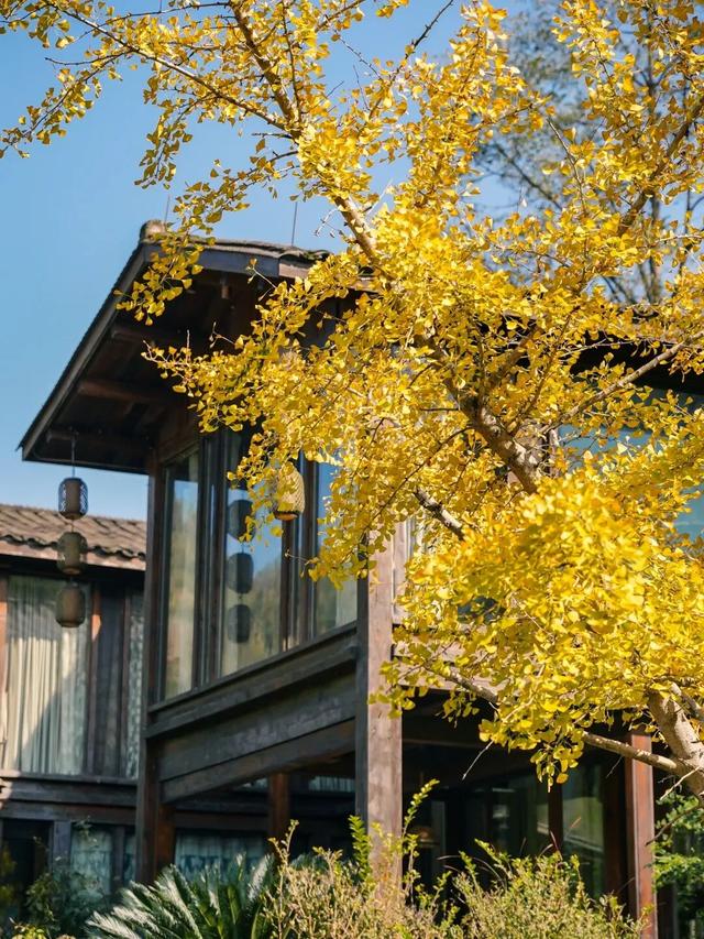 载誉前行！贵州十二背后荣膺行业重磅奖项！