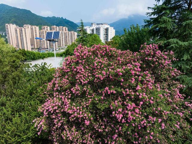 保康：紫薇绽放盈香韵 引得游人踏芳来