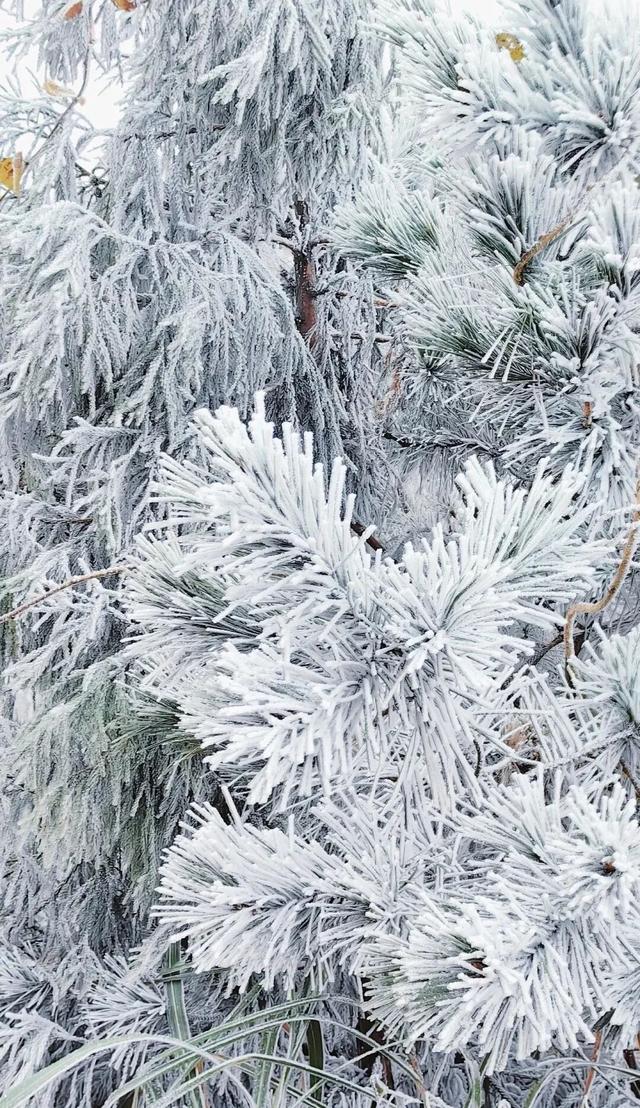 江西一夜入冬，可是雾凇怎么会这么好看！