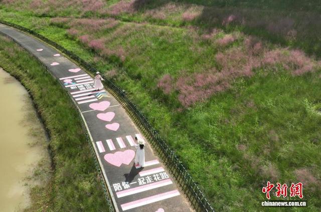 广西南宁粉黛花绚烂盛放 民众花海打卡定格初秋浪漫