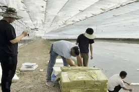 麦盖提县：澳洲淡水龙虾养殖再启新程 50万尾虾苗成功投放图片