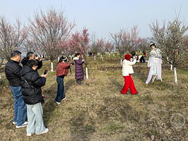 百亩梅林点染长江岸 江畔盛景美如画