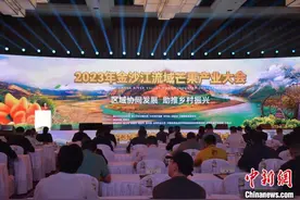 金沙江流域两省五州（市）芒果产业发展联盟成立图片