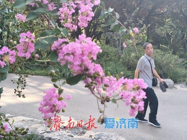 一年四季 泉在济南丨紫薇花开绽芳华 点亮济南初秋好景致