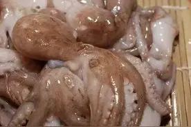 台州小海鲜“望潮”到了最肥美的时候，你知道什么是“讨小海”吗图片