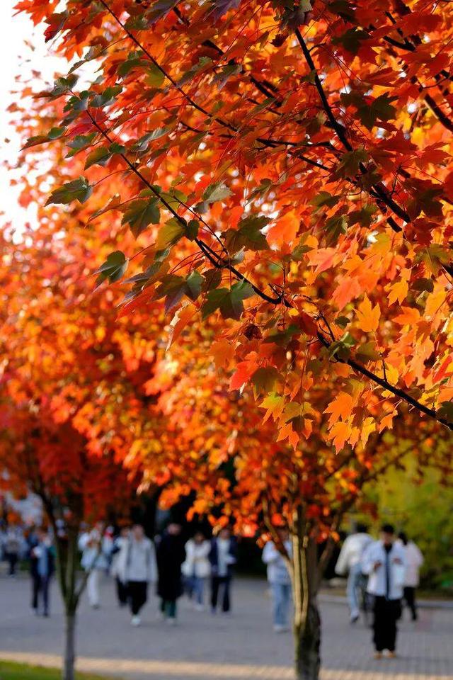 在长沙，幸福也许是听得见的风声，看得见的红叶……