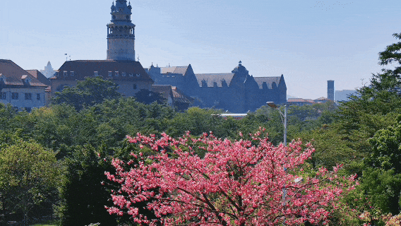 最美松湖｜秋冬花界“天花板”，快来这些地方赏异木棉